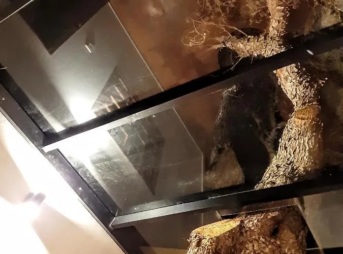 Tree House בית נופש